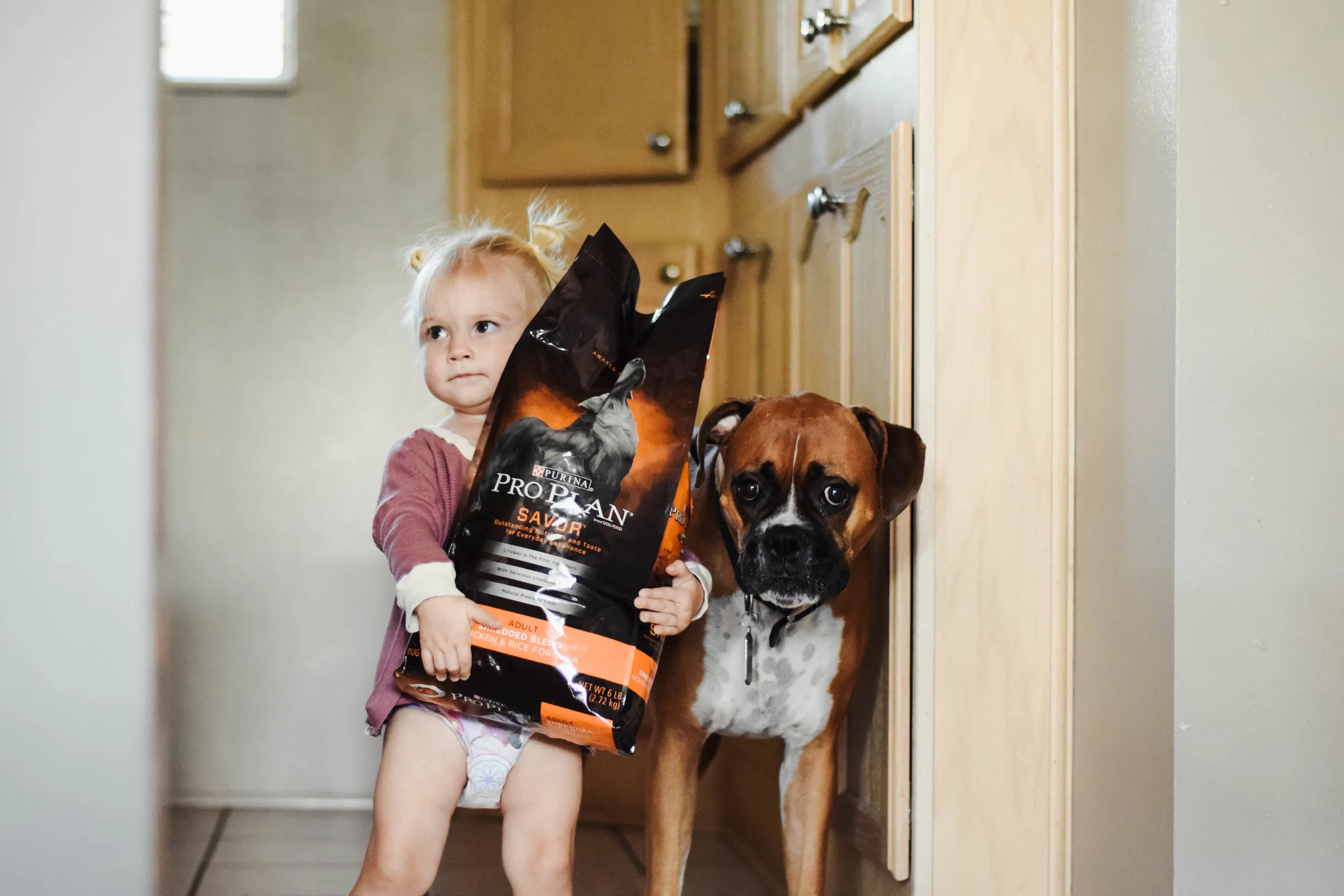Petsmart purina top pro plan savor